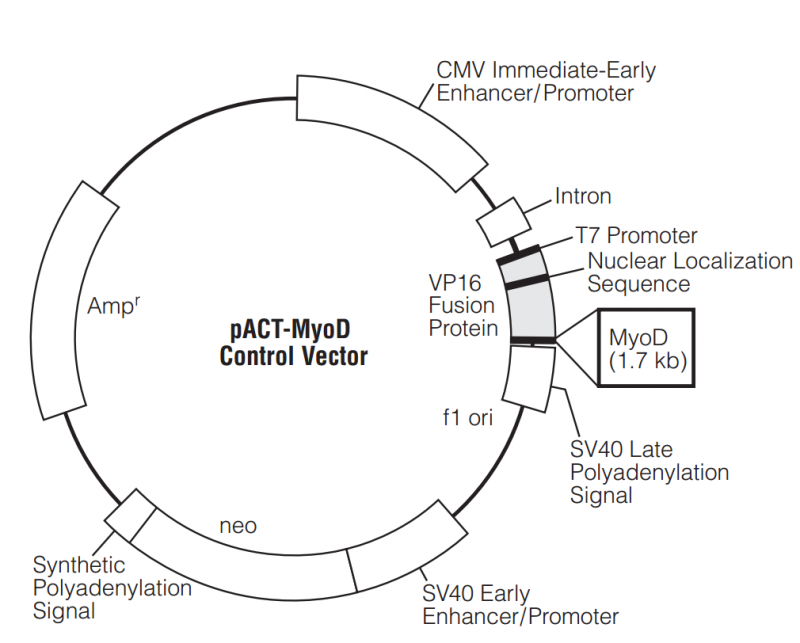 ZK548pACT-MyoD.png