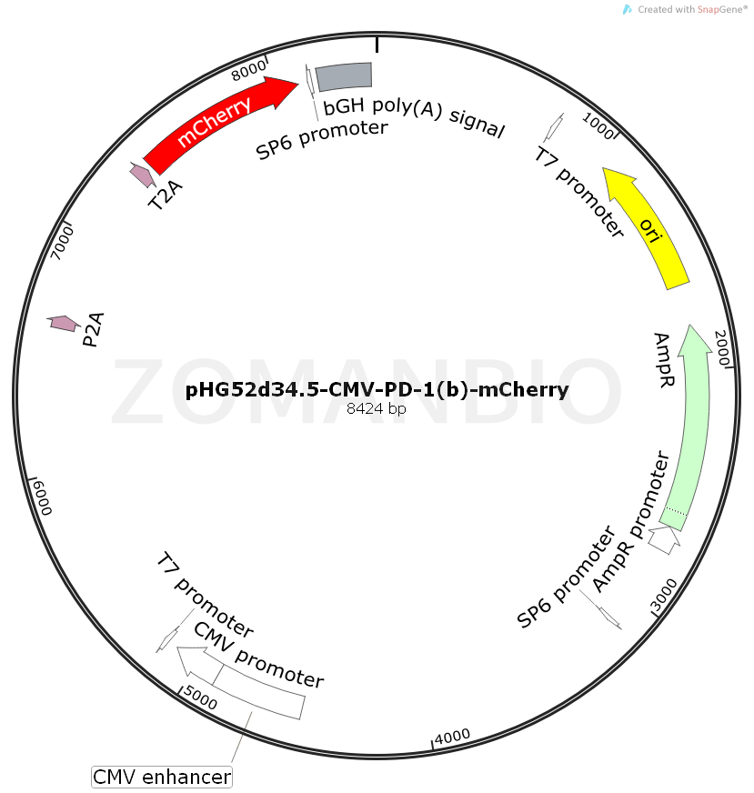 ZK2042 pHG52d34.5-CMV-PD-1(b)-mCherry.png