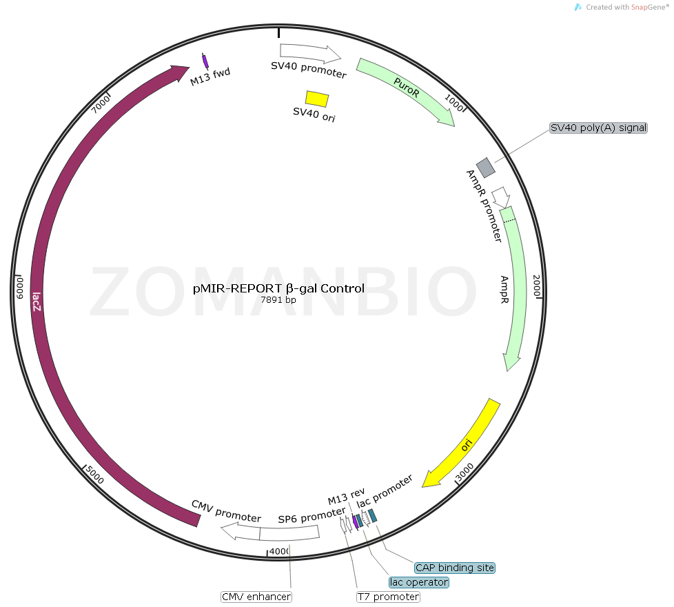 ZK1871 pMIR-REPORT β-gal Control.png